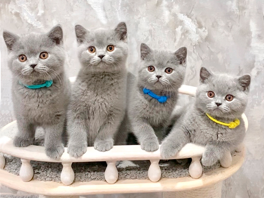 british kittens 