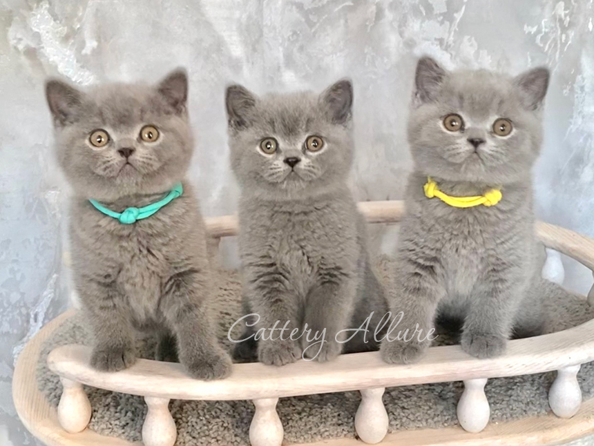 british shorthair kittens