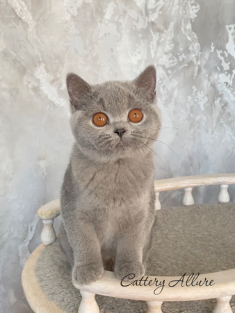 british shorthair blue female