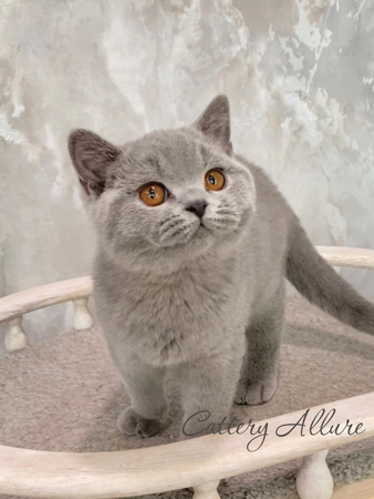 british shorthair blue boy
