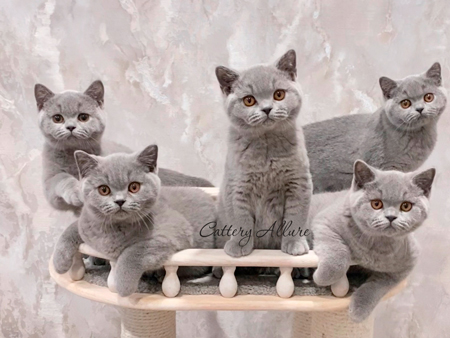 british shorthair blue kittens