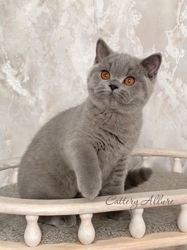 british shorthair blue kitten