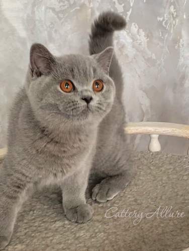 british shorthair kitten