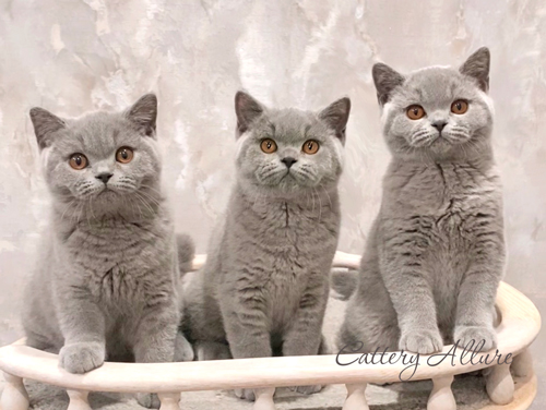 british shorthair blue kittens